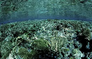 Coral reef