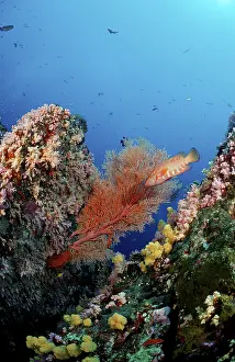 Coral reef