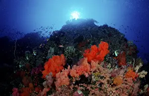 Coral reef