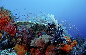 Coral reef