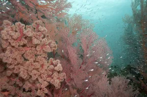 Coral reef with Cherry Blossom Coral (siphonogorgia godeffroyi) and Red fan coral (Melithaea sp)