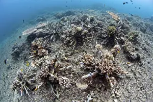 Coral Reef conservation program