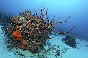 Coral reef, coral block, overgrown