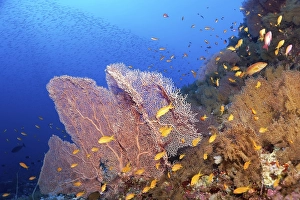 Coral reef densely overgrown with Gorgonians (Gorgonacea)