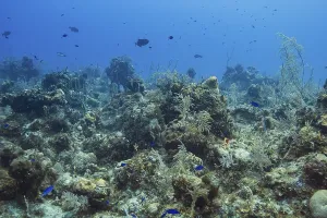 Coral reef filled with life with fish