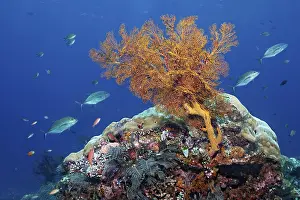 In front coral reef with knotted sea fan (Melithaea ochracea)