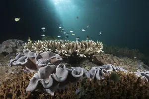 Coral reef with mushroom leather coral