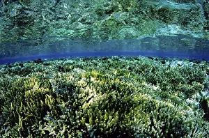 Coral Reef, Red Sea, Egypt, Coral Reef