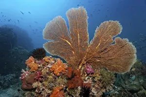 Coral reef roof with large gorgonian (Annella mollis)