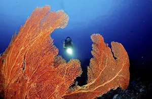 Coral reef and scuba diver
