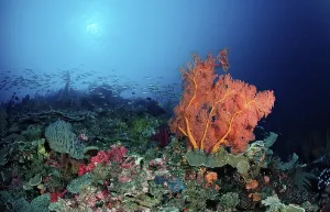 Coral reef with Sea Fan (Gorgonaria sp)