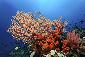 Coral reef with Soft Corals (Octocorallia)