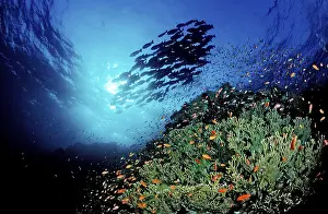 Coral reef, Sudan, Africa, Red Sea