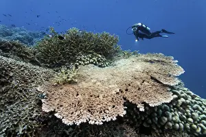 Coral reef with various stony corals