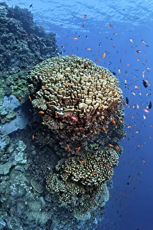 Coral reef wall with large dome coral (Portes nodifera) with school of anthias (Anthiinae)