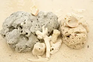 Framed Print : Coral and sea shell on a sand