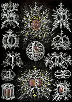 Corals, drawings by Ernst Haeckel from Art Forms of Nature