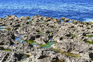 Corals on the sea shore on a sunny day