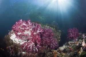 Corals in a shallow mangrove area