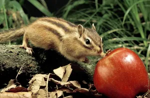 Corean Squirrel, eutamia sibericus