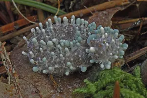 Coremia brush mould (Penicillium vulpinum)