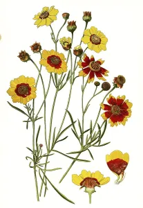 Coreopsis tinctoria, Plains coreopsis