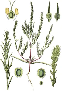 Corispermum marschallii, medicinal plant