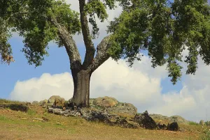Cork oak