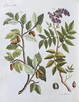 Cork oak (Quercus suber) and terebinth (Pistacia terebinthus)