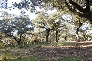 Cork oak trees in Sierra de Aracena