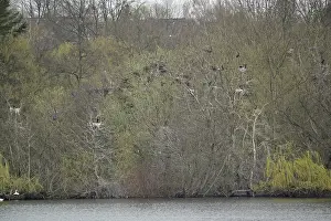 Cormorant and grey heron colony (Phalacrocorax carbo)