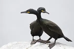 Cormorant (Gulosus aristotelis)