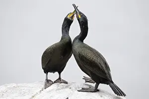 Cormorant (Gulosus aristotelis)