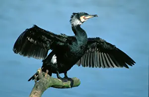 Cormorant, Hessen, Germany (Phalacrocorax carbo)