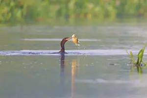 A cormorant holds a fish in its beak in the water