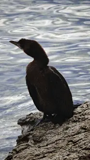 Cormorant (Phalacrocoracidae) sitting on rocks by the water