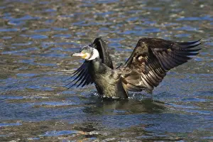Cormorant (Phalacrocorax)