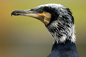 Cormorant (Phalacrocorax carbo)