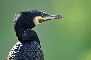 Cormorant (Phalacrocorax carbo)