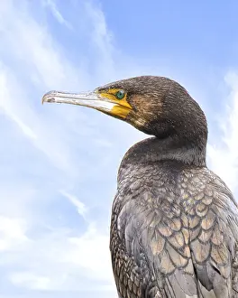 Cormorant (Phalacrocorax carbo)