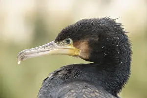 Cormorant (Phalacrocorax carbo)
