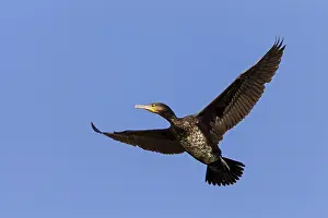 Cormorant, (Phalacrocorax carbo)