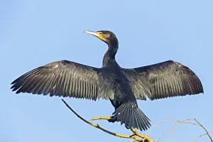Cormorant, (Phalacrocorax carbo)
