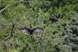 Cormorant (Phalacrocorax carbo)