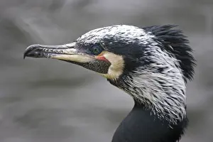 Cormorant (Phalacrocorax carbo)