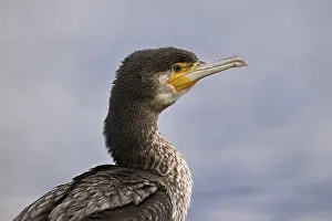 Cormorant (Phalacrocorax carbo)