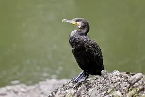 Cormorant (Phalacrocorax carbo)