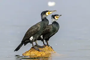 Category Wildlife DE Prints: Cormorant (Phalacrocorax carbo)