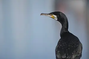 Cormorant (Phalacrocorax carbo)