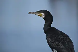 Cormorant (Phalacrocorax carbo)